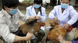 Localities strengthen defence against bird flu